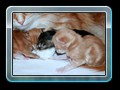 cats_kw09_02_resize