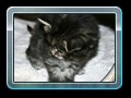 cats_kw13_02