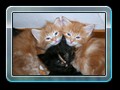 cats_kw14_33_resize