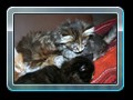 cats_kw16_01