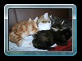 cats_kw16_02