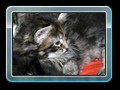 cats_kw16_05