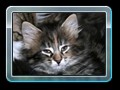 cats_kw16_06