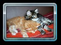 cats_kw16_10