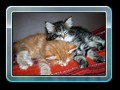 cats_kw16_11