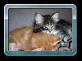 cats_kw16_12