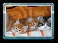 cats_kw17_12_resize