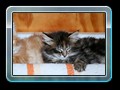 cats_kw17_19_resize