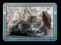 cats_kw21_02