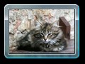 cats_kw21_03