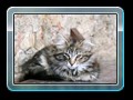cats_kw21_04